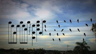 music_birds-1762912