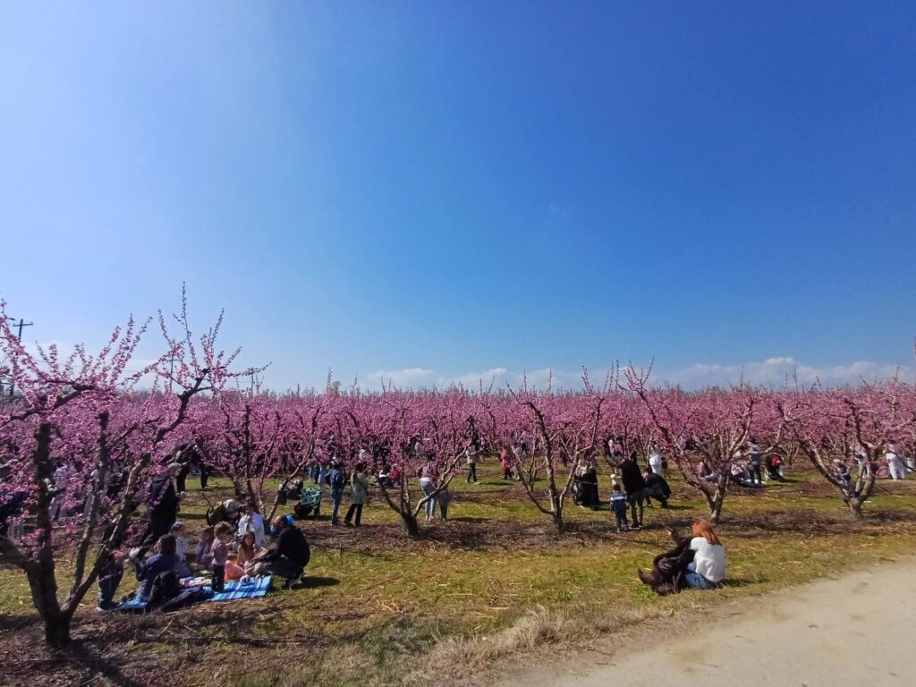 anthismenes rodakinies 2026-11